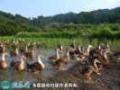 2021年2月19日麻鸭价格行情、今...