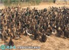 2021年2月19日绿头鸭价格行情、...