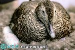 2021年2月19日蛋鸭价格行情、今...
