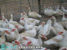 2021年2月19日番鸭价格行情、今...