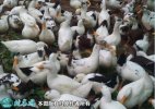 2021年2月20日花边鸭价格行情、...