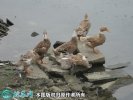 2021年2月20日土鸭价格行情、今...