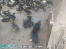 2021年2月20日胡鸭价格行情、今...