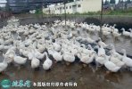2021年2月20日樱桃谷鸭价格行情...