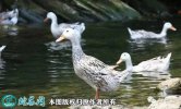 2021年2月20日香鸭价格行情、今...