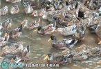 2021年2月20日杂交鸭价格行情、...