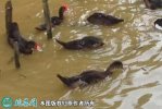 2021年2月20日玉土洋鸭价格行情...