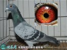 2021年2月21日信鸽价格行情、今...