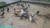 2021年2月21日土鸽子价格行情、...