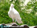2021年2月21日白鸽价格行情、今...