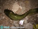 2021年2月22日土鲶鱼价格行情、...