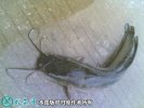 2021年2月22日塘虱鱼价格行情、...