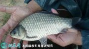 2021年2月23日湘云鲫价格行情、...