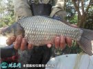 2021年2月23日中科三号鲫鱼价格...