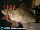 2021年2月23日水库鲫鱼价格行情...