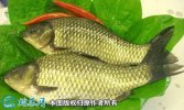 2021年2月23日黄金鲫价格行情、...
