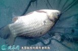 2021年2月23日白鲫价格行情、今...