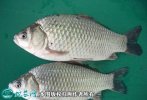 2021年2月23日高背鲫价格行情、...