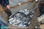 2021年2月23日异育银鲫价格行情...