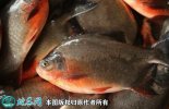2021年2月23日红鲳鱼价格行情、...