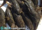 2021年2月23日沙塘鳢价格行情、...