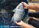 2021年2月23日吉富罗非鱼价格行...