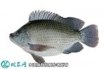 2021年2月23日新吉富罗非鱼价格...