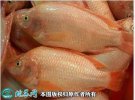 2021年2月23日红罗非鱼价格行情...