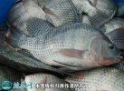 2021年2月23日奥尼罗非鱼价格行...