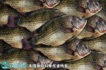 2021年2月23日尼罗罗非鱼价格行...