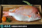 2021年2月23日鲷鱼价格行情、今...