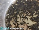 2021年2月23日吉利罗非鱼价格行...