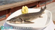 2021年2月23日鲟鱼价格行情、今...