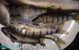 2021年2月23日淡水石斑鱼价格行...