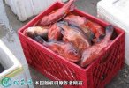 2021年2月23日红石斑鱼价格行情...