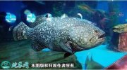 2021年2月23日珍珠龙胆石斑鱼价...
