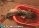 2021年2月23日鮰鱼价格行情、今...