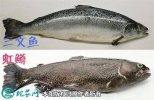 2021年2月23日鲑鱼价格行情、今...