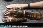 2021年2月23日大波龙价格行情、...