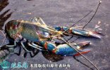 2021年2月23日澳洲淡水龙虾价格...