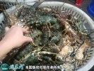 2021年2月23日越南青龙虾价格行...