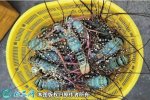 2021年2月23日锦绣龙虾价格行情...