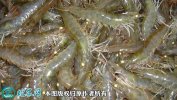 2021年2月23日对虾价格行情、今...