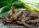 2021年2月24日明虾价格行情、今...