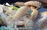 2021年2月24日皮皮虾价格行情、...