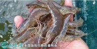 2021年2月24日南美白对虾价格行...