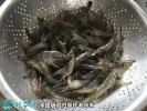 2021年2月24日河虾价格行情、今...