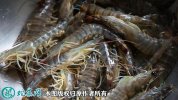 2021年2月24日基围虾价格行情、...