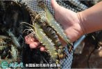 2021年2月24日罗氏沼虾价格行情...
