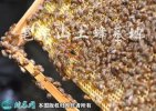 2021年2月24日中蜂价格行情、今...